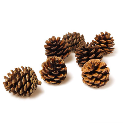 Quả thông khô trang trí Noel - Cây giả, hoa lụa trang trí nhà cửa