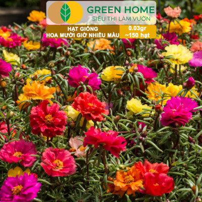 Hạt Giống Hoa Mười Giờ Greenhome, Gói 0,03gr~150 hạt, Sai Hoa, Màu Rực Rỡ, Dễ Trồng Quanh Năm, Nảy Mầm H08