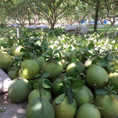 Tinh dầu vỏ bưởi da xanh Mộc Mây - tinh dầu nguyên chất từ thiên nhiên - chất lượng và mùi hương vượt trội