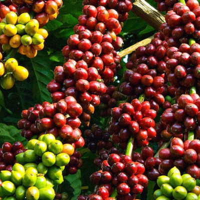 Tinh dầu Cà Phê (Coffee) 10ml Mộc Mây - tinh dầu thiên nhiên nguyên chất 100% - chất lượng và mùi hương vượt trội