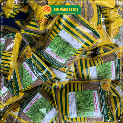 Hạt Giống Rau Mầm Củ Cải Trắng (Size Trung) - Nhập khẩu New Zealand, nảy mầm >95%, siêu năng suất - HẠT GIỐNG SEN VÀNG