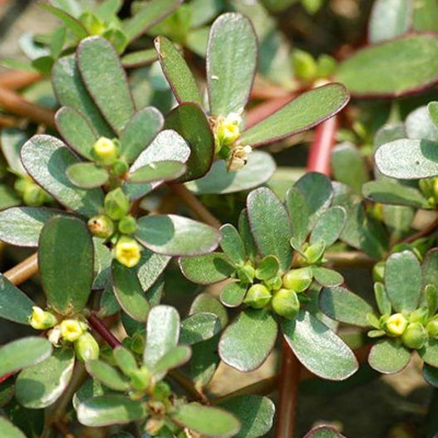 Hạt giống rau sam - sâm đất VTS81