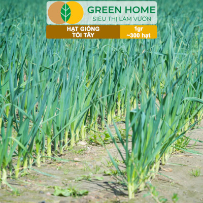 Hạt Giống Tỏi Tây GreenHome, Gói 1g~300 hạt, Giống Hành Baro, Dễ Trồng Quanh Năm, Kháng Bệnh Tốt G18