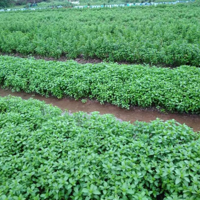 Tinh dầu Bạc hà chai 01Lít Mộc Mây - tinh dầu nguyên chất từ thiên nhiên - Có kiểm định - Chất lượng và mùi hương vượt trội