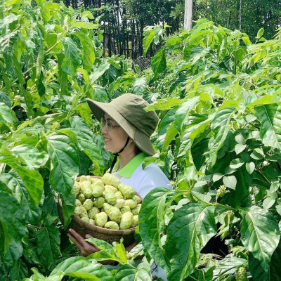 Nước cốt trái nhàu SK Noni Juice Premium 375ml