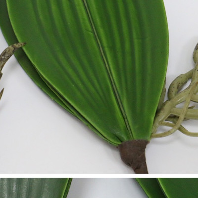 Lá lan hồ điệp giả giống thật 99% - 1 cụm gồm 5 lá - dài 27cm - Cây giả, hoa lụa Decor trang trí nhà cửa