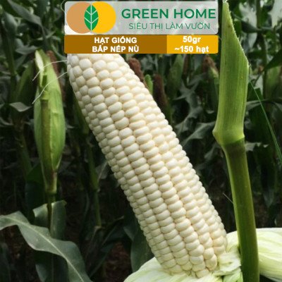 Hạt Giống Bắp Nếp Nù, Greenhome, Gói 50GR~150 hạt, Dễ Trồng Quanh Năm, Nảy Mầm Cao, T33