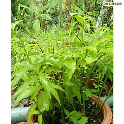 CHUẨN 5 Cây giống bìm bịp - Mảnh Cọng - Xương Khỉ