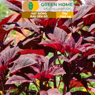 Hạt Giống Rau Dền Đỏ GreenHome, Gói 20gr~7000 hạt, Dễ Trồng Quanh Năm, Thu Hoạch Nhanh R24